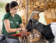 ZSL Whipsnade Zoo’s 11,000 animals step up for their annual weigh-in at the UK’s largest Zoo