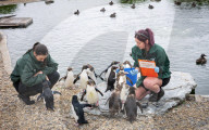 ZSL Whipsnade Zoo’s 11,000 animals step up for their annual weigh-in at the UK’s largest Zoo