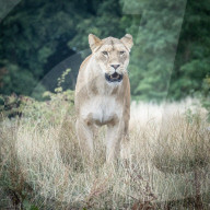 ZSL Whipsnade Zoo’s 11,000 animals step up for their annual weigh-in at the UK’s largest Zoo