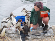 ZSL Whipsnade Zoo’s 11,000 animals step up for their annual weigh-in at the UK’s largest Zoo