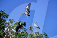 India Wildlife