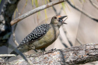 Birds Woodpecker Eats A Berry