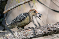 Birds Woodpecker Eats A Berry