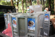 Eight Javan Slow Lorises Released Into Ujung Kulon National Park