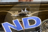 Scarborough struggles with ‘gull muggings’ as urban seabird population rises