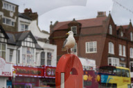 Scarborough struggles with ‘gull muggings’ as urban seabird population rises