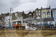 Scarborough struggles with ‘gull muggings’ as urban seabird population rises