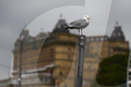 Scarborough struggles with ‘gull muggings’ as urban seabird population rises