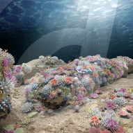 Concrete cars to bring back coral to Miami