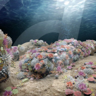 Concrete cars to bring back coral to Miami