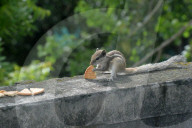 India Animal Squirrel