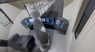 Metro station and train for cats