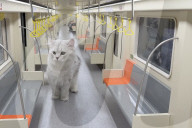 Metro station and train for cats