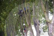 'Ecureuils' ('Squirrels') Accupy Again Trees To Be Cut In Protest Against The Planned A69 Highway