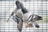 Drugs, smuggling and abductions: inside the fast and furious world of pigeon racing in Taiwan