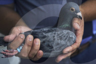 Drugs, smuggling and abductions: inside the fast and furious world of pigeon racing in Taiwan