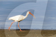 Animals White Ibis Bird