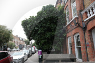 ‘Gift from Grenada’: grapefruit trees win protection after London campaign