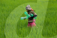 Green Paddy Fields Brings Good News For Nepali Farmers