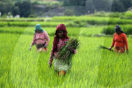 Green Paddy Fields Brings Good News For Nepali Farmers
