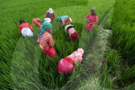 Agriculture Nepal