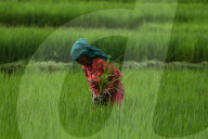 Agriculture Nepal