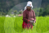 Agriculture Nepal