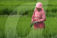 Agriculture Nepal