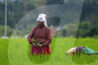 Agriculture Nepal