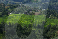 Paddy Fields In Nepal