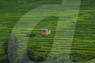 Paddy Fields In Nepal