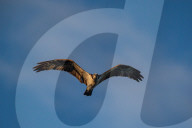 Wildlife At The Oxbow Nature Conservancy 