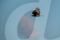 Wildlife At The Oxbow Nature Conservancy 