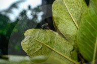 Flesh Flies (Sarcophagidae) - Animal India
