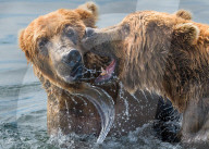 Grizzlies fighting in a river by Rich Brooks