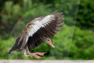 Whistling Ducks In Florida Wetland 