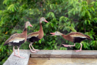 Whistling Ducks In Florida Wetland 