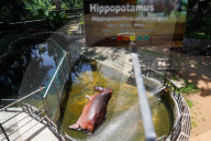 Newborn Hippopotamus At The Dehiwala Zoological Garden In Colombo