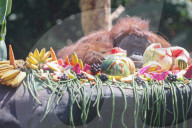 Birthday Of Jacky The Oldest Orangutan In Bali Zoo