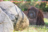 Birthday Of Jacky The Oldest Orangutan In Bali Zoo