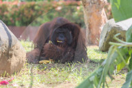 Birthday Of Jacky The Oldest Orangutan In Bali Zoo