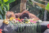 Birthday Of Jacky The Oldest Orangutan In Bali Zoo