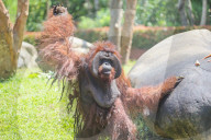 Birthday Of Jacky The Oldest Orangutan In Bali Zoo
