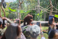 Birthday Of Jacky The Oldest Orangutan In Bali Zoo