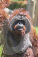 Birthday Of Jacky The Oldest Orangutan In Bali Zoo