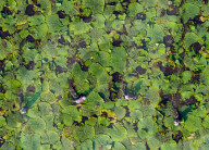 Mature Water Chestnuts Harvest in Huai'an