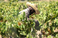 Penedes wines become the world first fully ecologic DO
