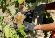 Penedes wines become the world first fully ecologic DO