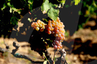 Penedes wines become the world first fully ecologic DO