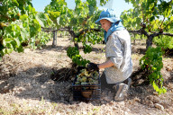 Penedes wines become the world first fully ecologic DO